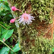 30. Syzygium cymosum .Bois de pomme rouge.( jeunes feuilles rougeâtres et boutons floraux ) myrtaceae.endémique Réunion Maurice..jpeg